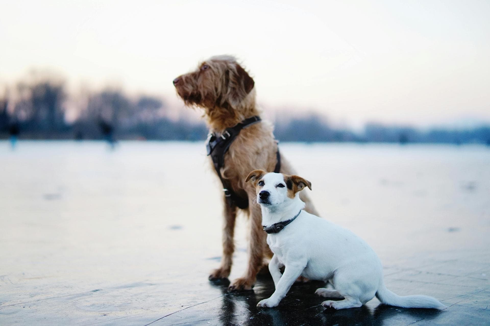 Dog Cremation Prices in Croydon