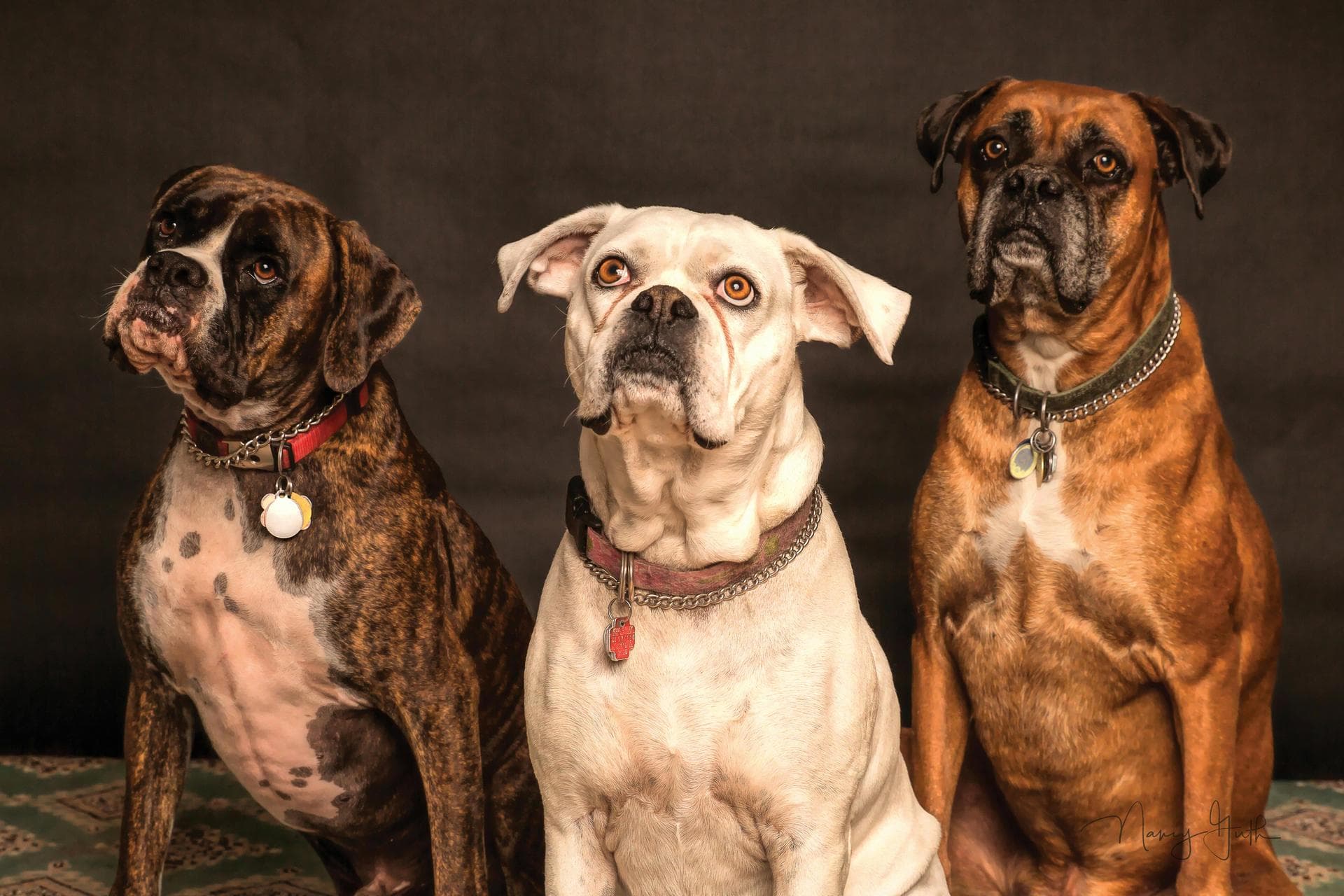 Emergency vets in Croydon