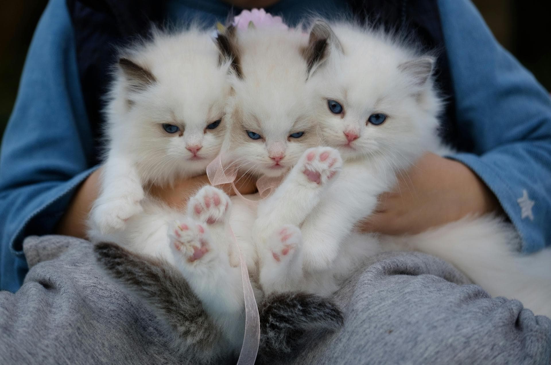 Cat Cremation Prices in Croydon