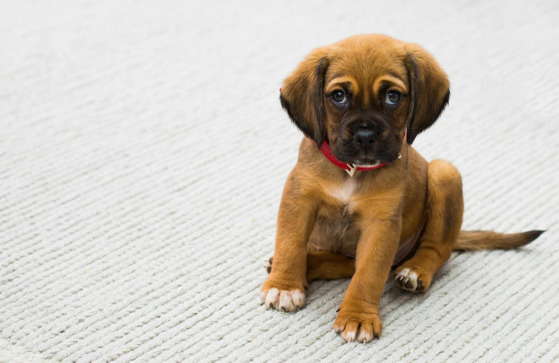 Vet Consultation Prices in Croydon