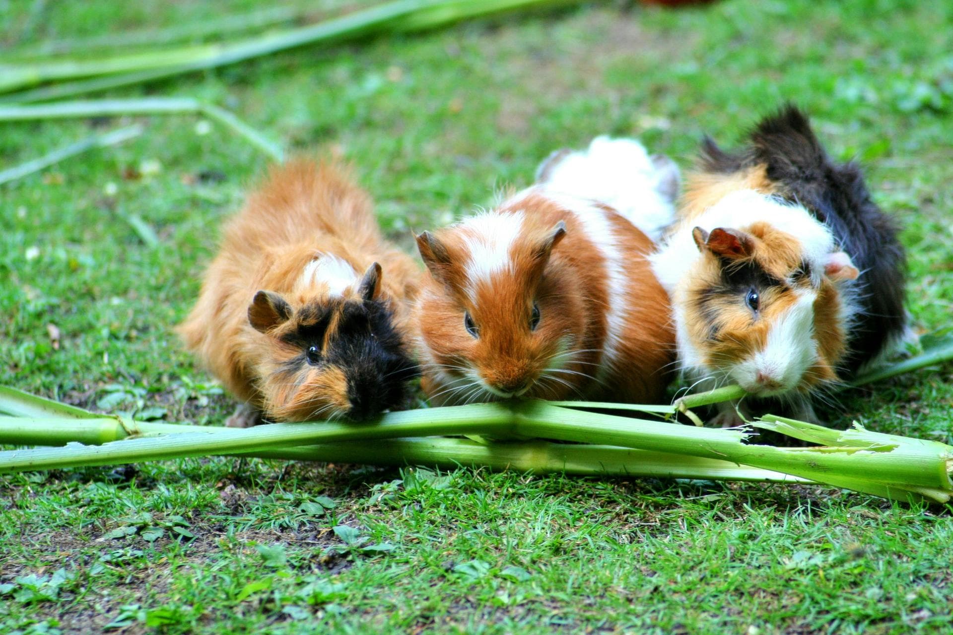 Overnight Emergency Vet Prices in Croydon