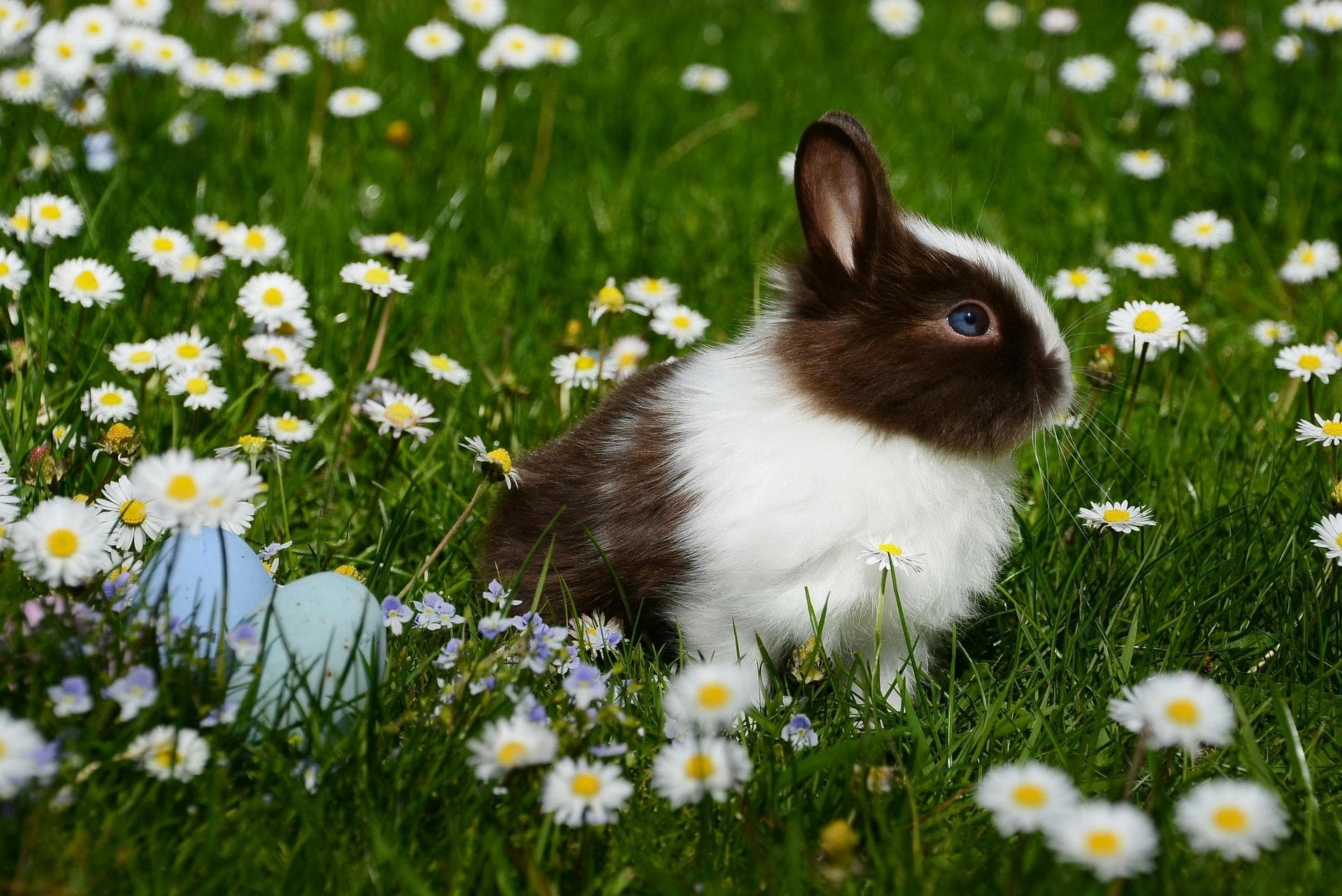 Overnight Emergency Vet Prices in Croydon