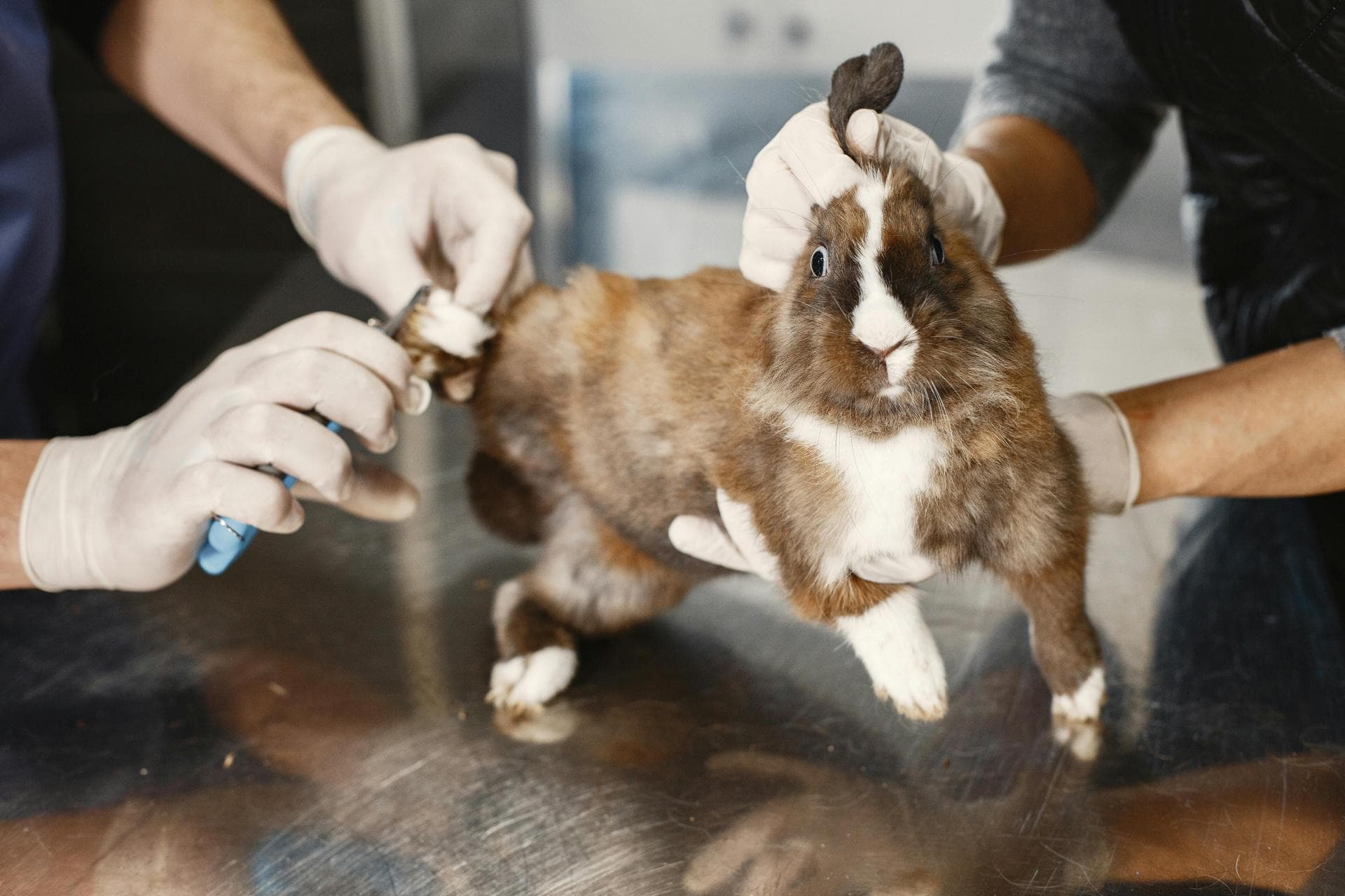 Out-of-Hours Vet Prices in Croydon