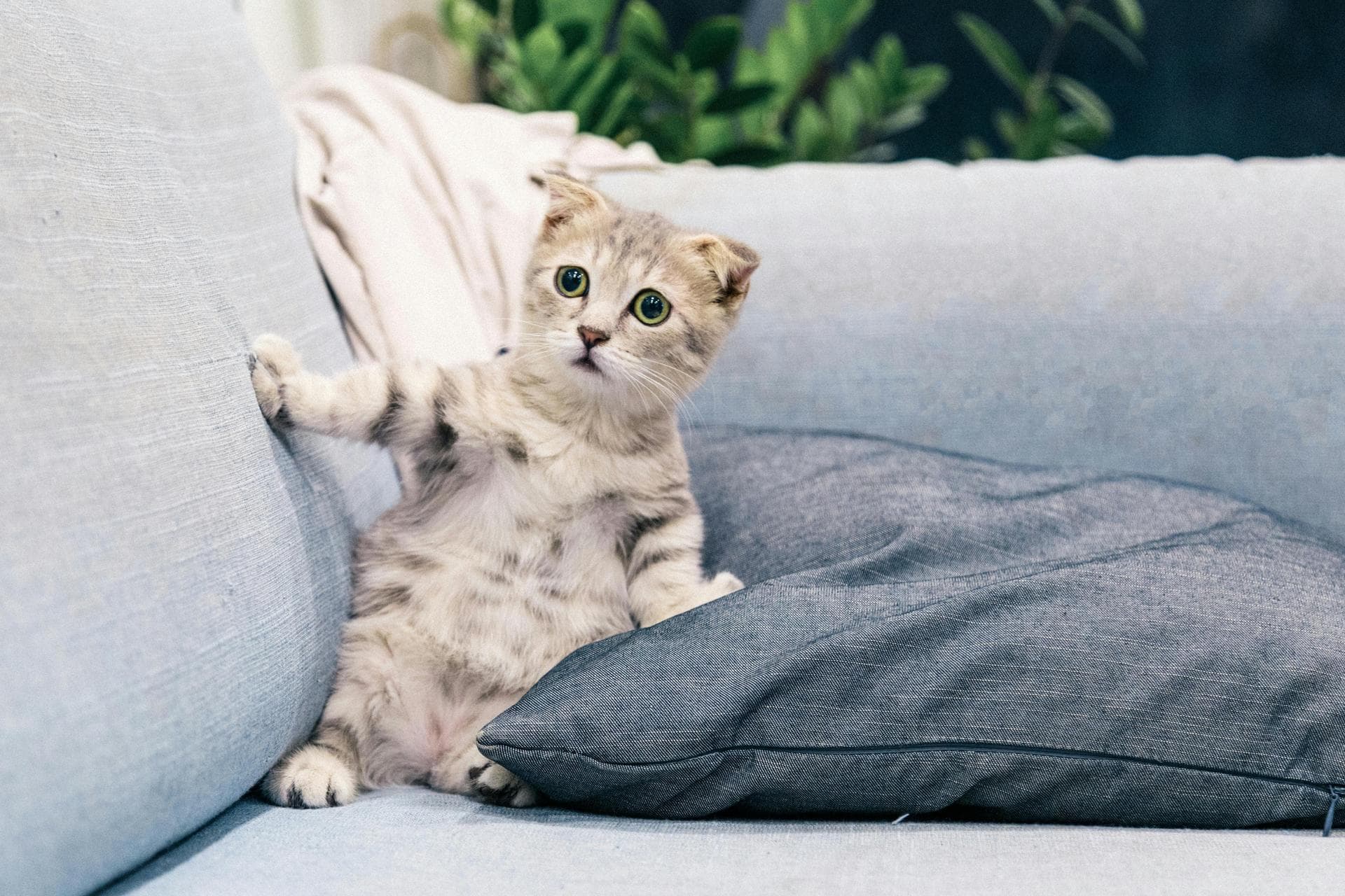Cat Kitten Vaccinations Feline Leukaemia Prices in Croydon